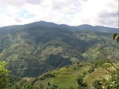 2021年冰島壩歪古樹秋茶特點(diǎn)？