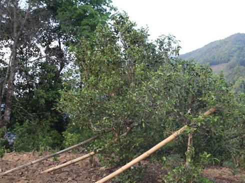 2021年冰島壩歪古樹秋茶茶園詳解！