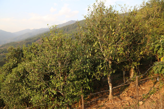 2021冰島壩歪古樹秋茶口感最接近冰島老寨！