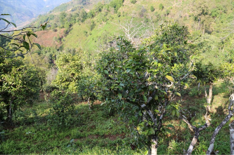 2021年冰島壩歪古樹秋茶，飲盡蘭花香，舒心又暢懷