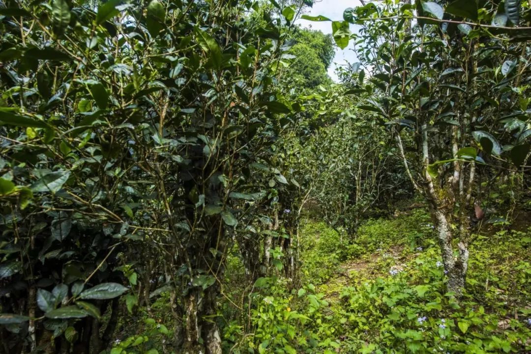 2021年冰島糯伍古樹秋茶口感是什么？