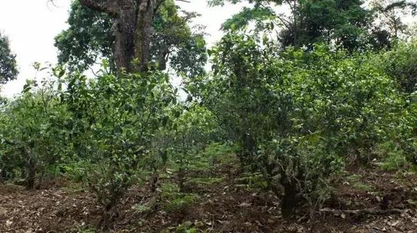 2021年冰島糯伍古樹秋茶多少錢一公斤？