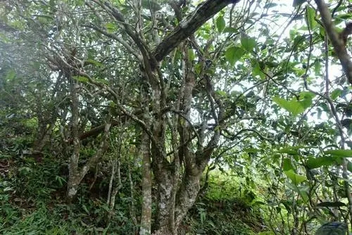 2021年昔歸古樹(shù)秋茶特點(diǎn)是什么？