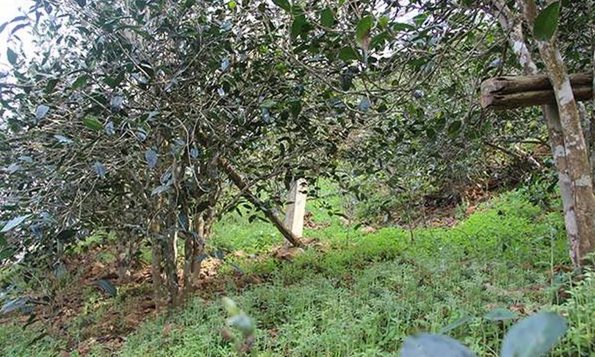 2021年昔歸古樹秋茶口感是什么？