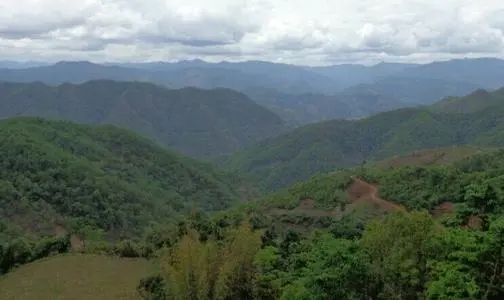 2021那罕古樹(shù)秋茶特點(diǎn)？