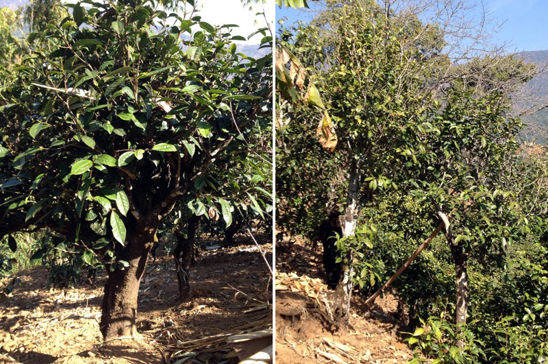 2021年忙肺古樹秋茶特點(diǎn)是什么？