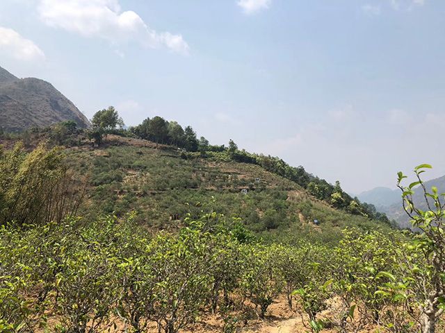 2021年梅子箐古樹(shù)秋茶價(jià)格?