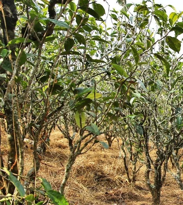 2021年巖子頭古樹(shù)秋茶口感是什么？