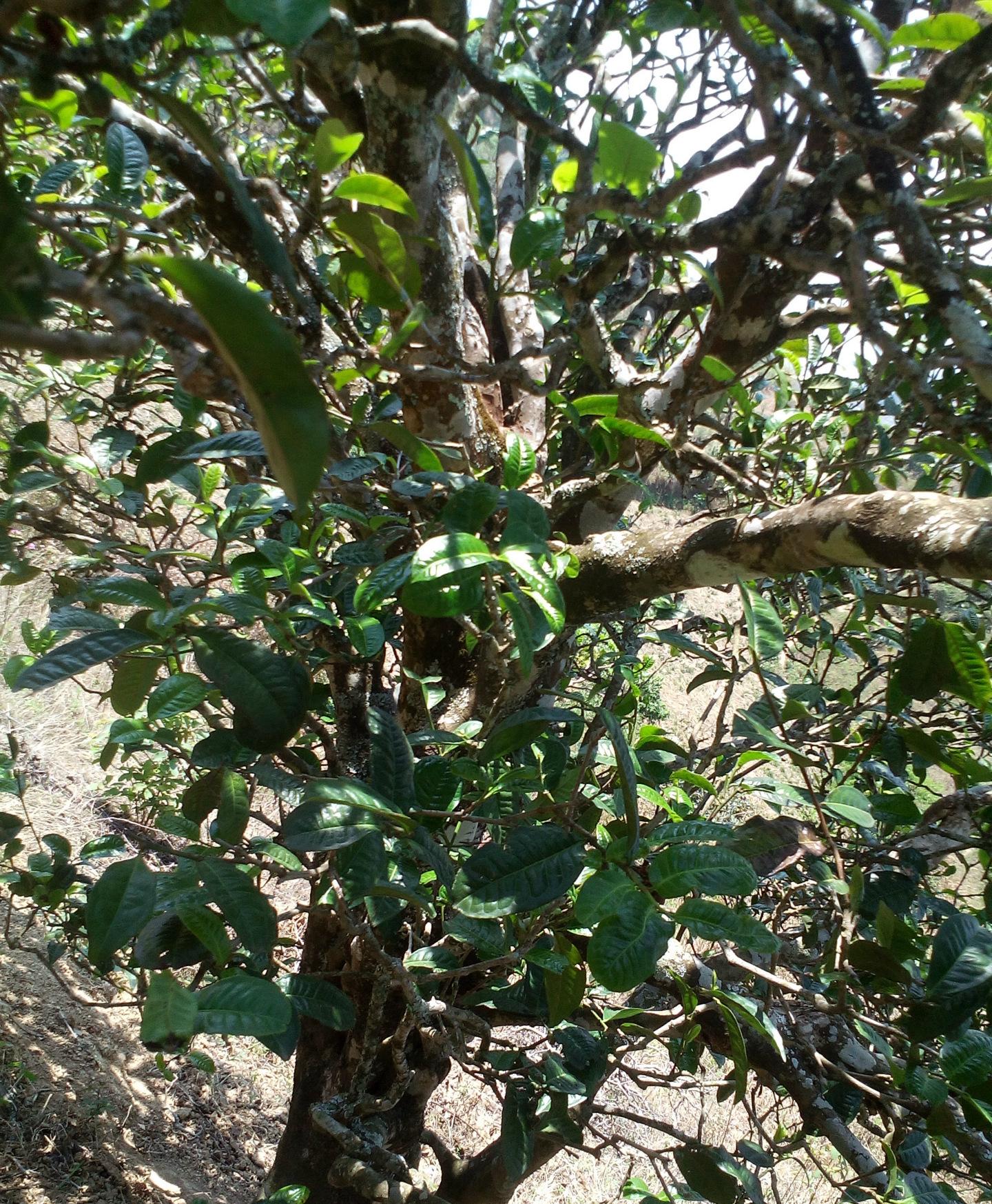 2021年巖子頭古樹秋茶特點(diǎn)？