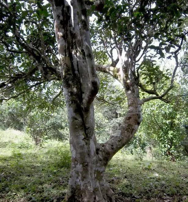 2021年巖子頭古樹秋茶，亂石出好茶！