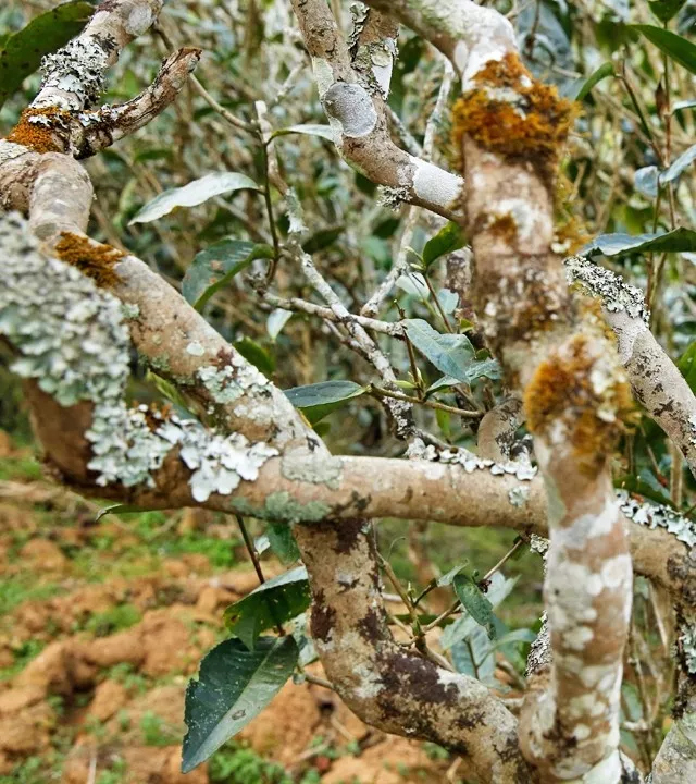 2021年巖子頭古樹(shù)秋茶多少錢(qián)一公斤？