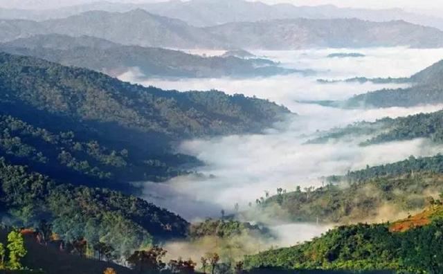 2021白鶯山古樹(shù)秋茶特點(diǎn)？