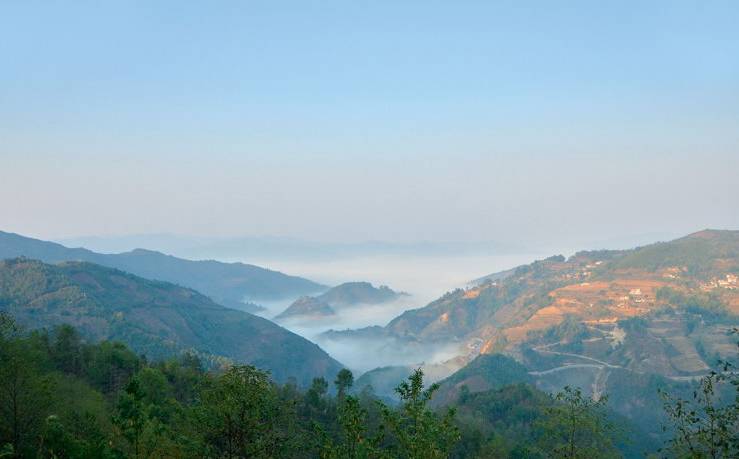 2021年白鶯山古樹秋茶白鶯聚居之地，普洱茶樹的天堂