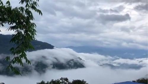 2021年白鶯山古樹秋茶多少錢一公斤？