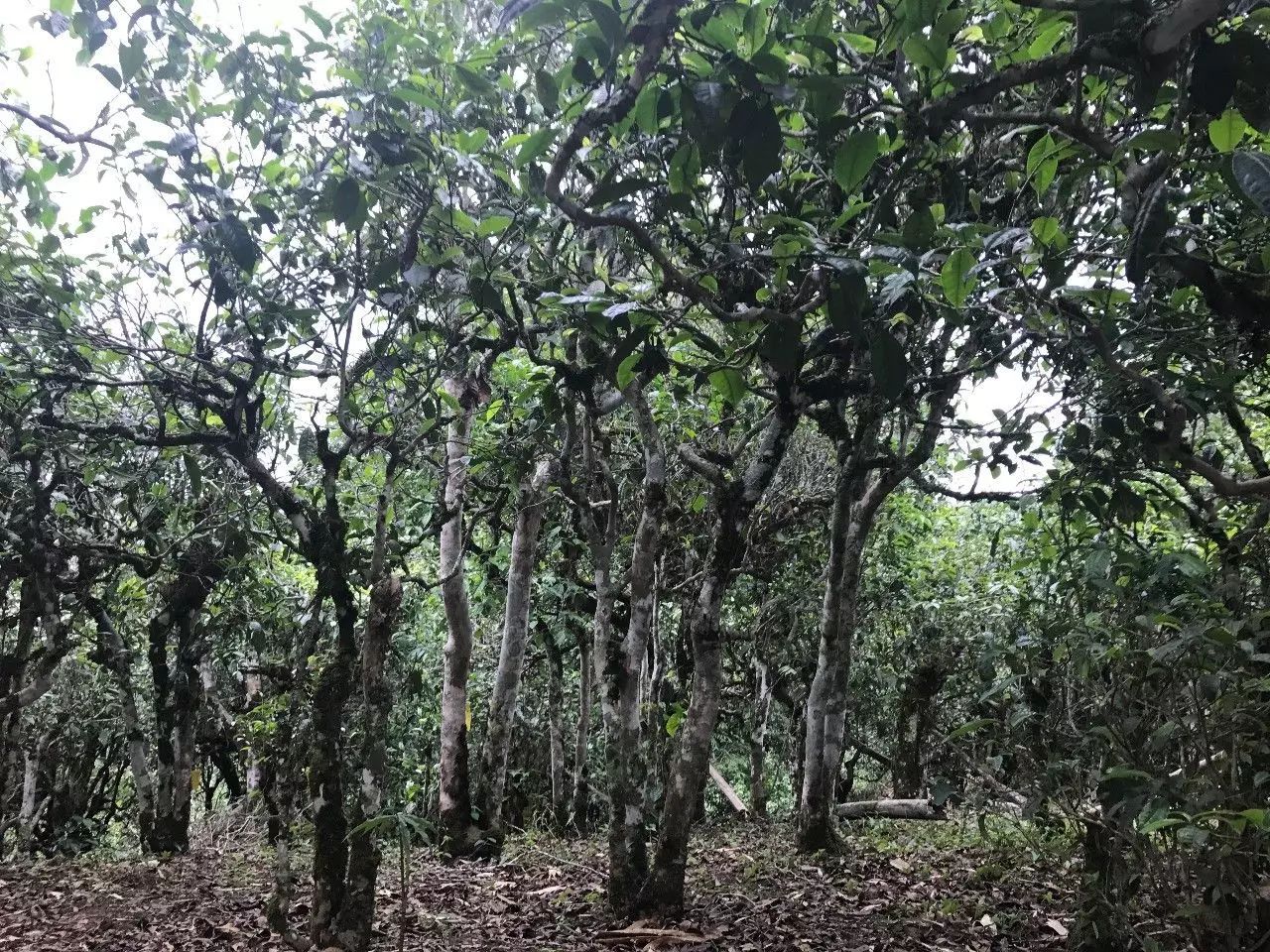 2021年老班章古樹(shù)秋茶口感是什么？