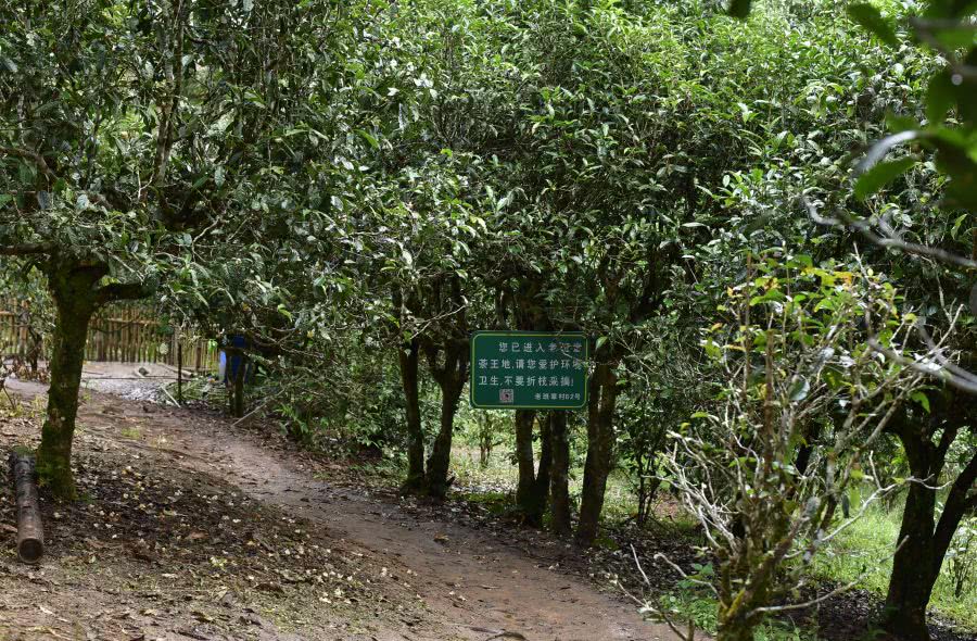 2021年老班章古樹秋茶價(jià)格？