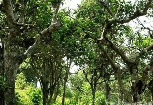 2021年新班章古樹秋茶特點(diǎn)？