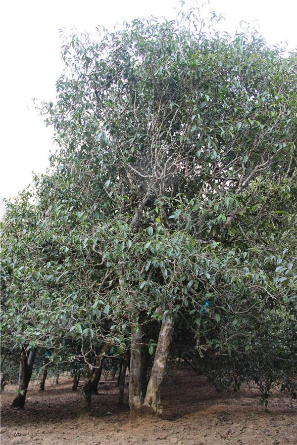 2021年新班章古樹(shù)秋茶品鑒！