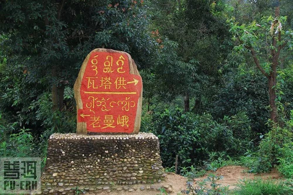 2021年老曼峨古樹秋茶價格多少？