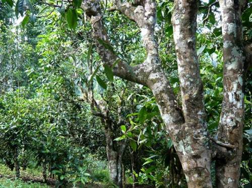 2021老曼峨古樹秋茶多少錢一公斤？