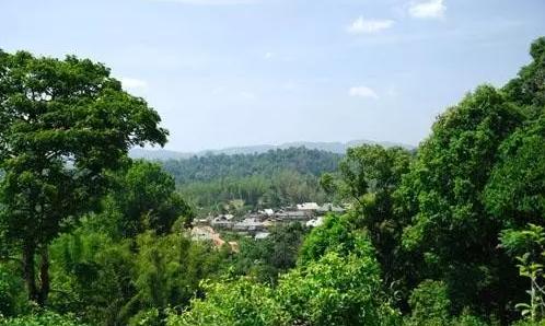 2021年老曼峨古樹(shù)秋茶口感最霸氣的山頭！