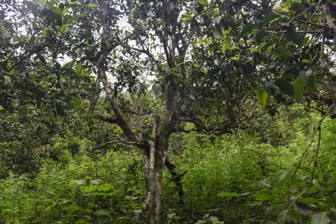 2021年班章茶區(qū)壩卡囡古樹秋茶口感？