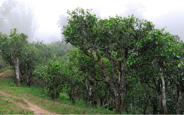 2021年班章茶區(qū)壩卡囡秋茶布朗茶系中的甜茶類！