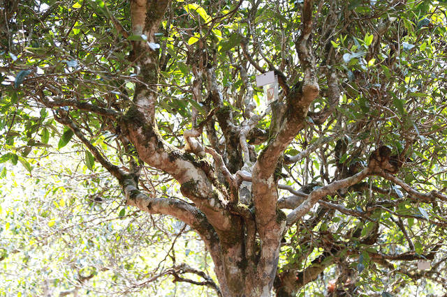 2021年布朗山班盆古樹秋茶口感？