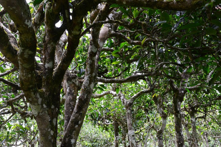 2021年布朗山班盆古樹秋茶價(jià)格？