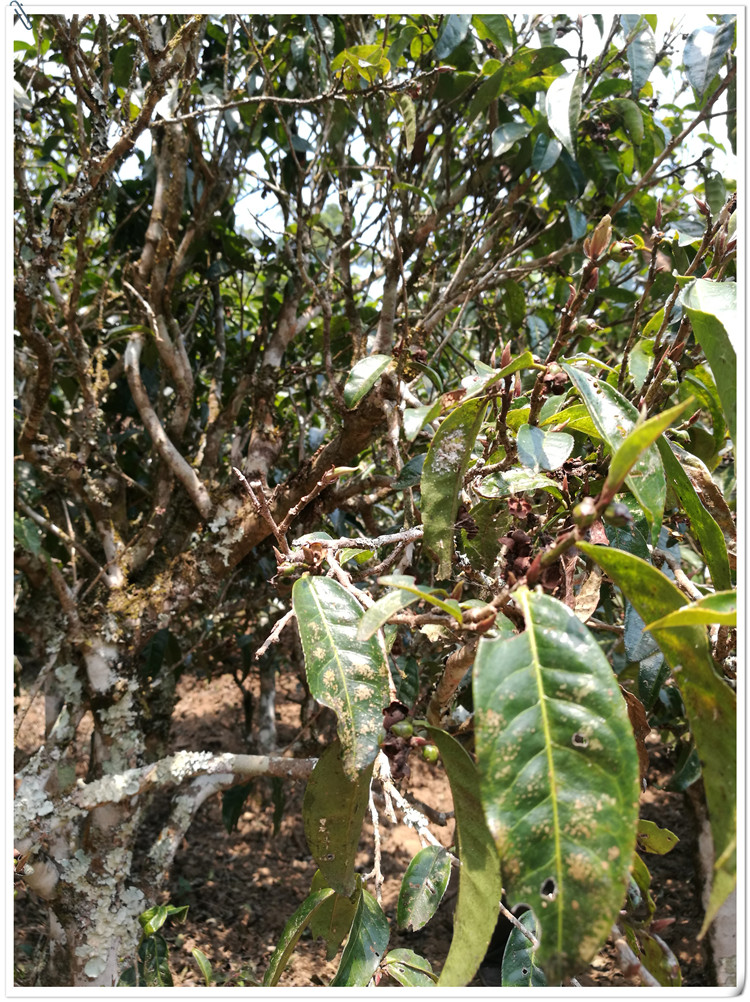 2021年布朗山班盆古樹秋茶多少錢一公斤？