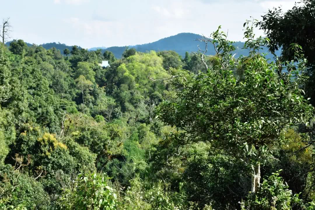 2021年賀開古樹秋茶品鑒實(shí)錄！