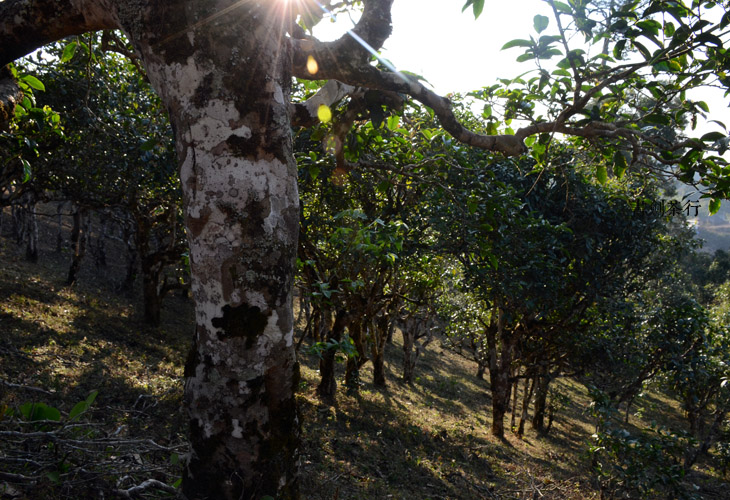 2021年班盆古樹秋茶特點(diǎn)？