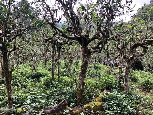 2021年班盆古樹秋茶多少錢一公斤？