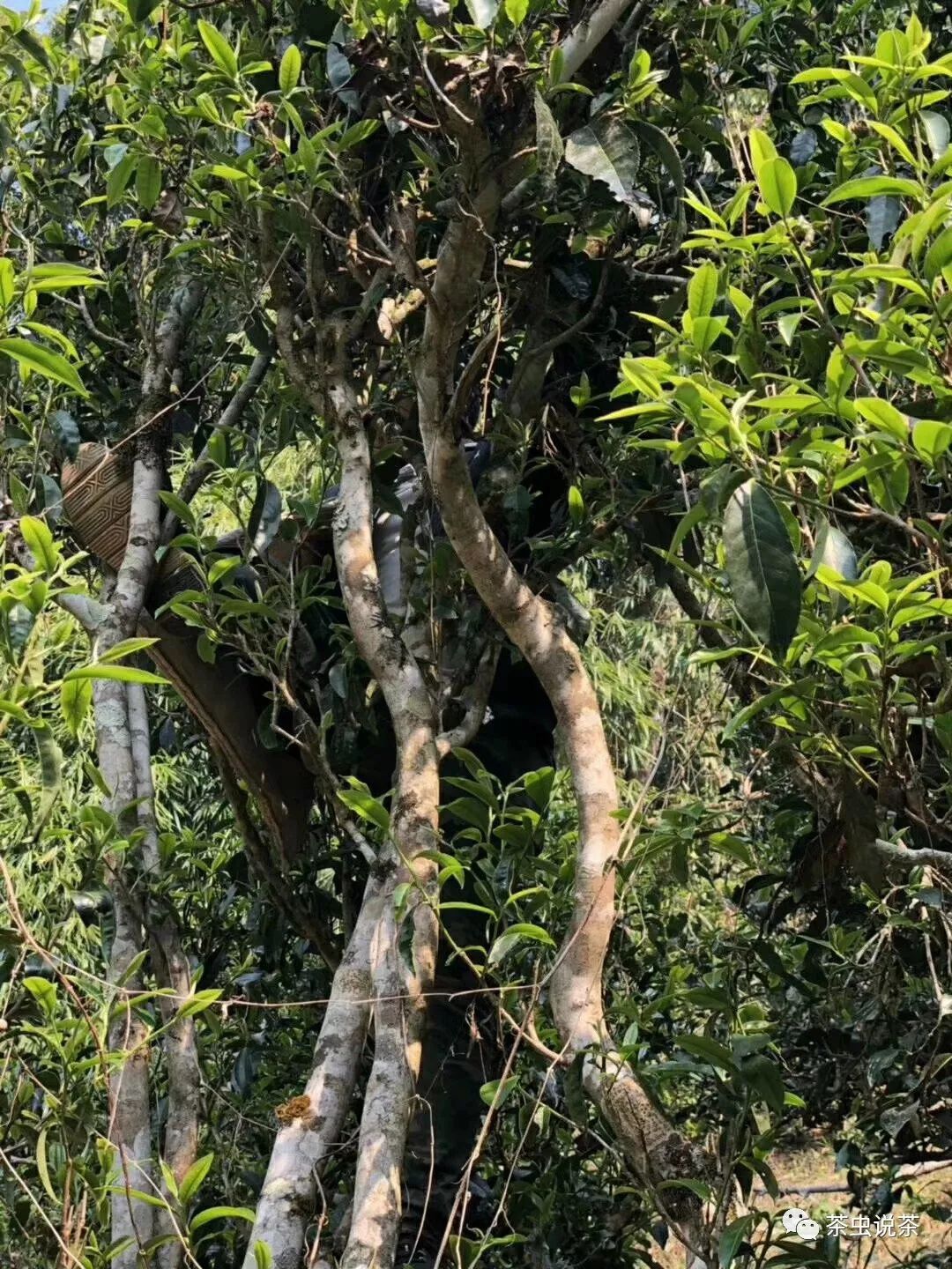 2021年廣別老寨古樹秋茶價(jià)格？