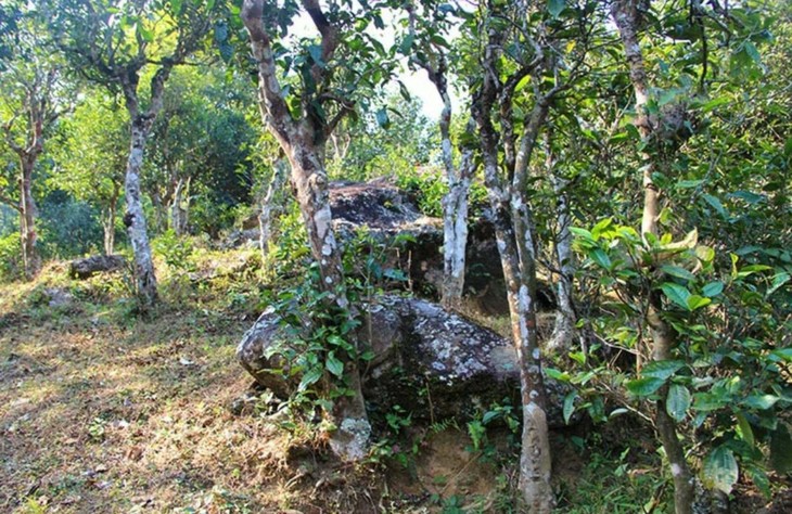 2021年勐宋那卡古樹秋茶特點(diǎn)？