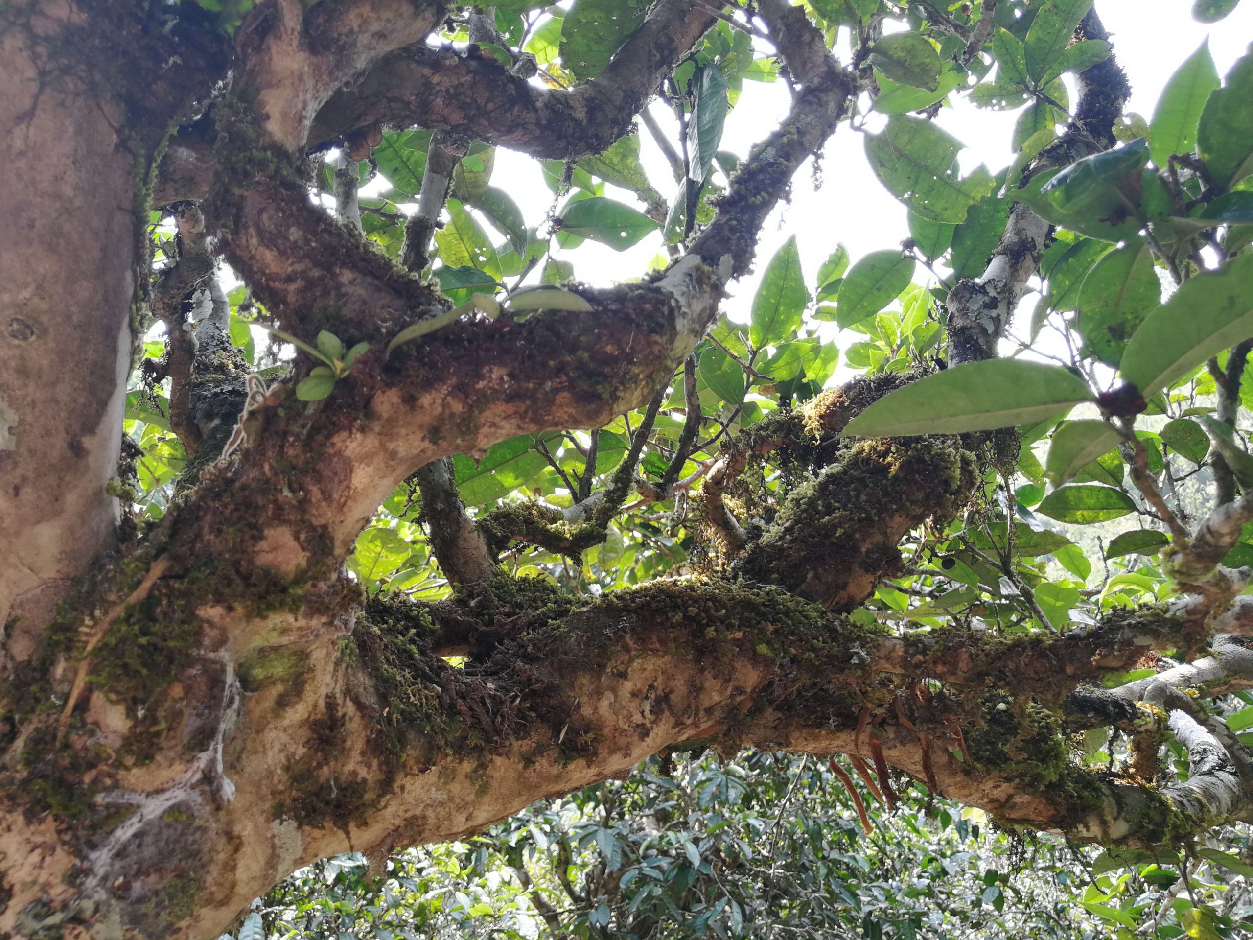 2021年勐宋那卡古樹秋茶品鑒實(shí)錄！