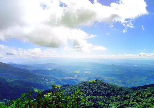 2021年滑竹梁子古樹秋茶特點？