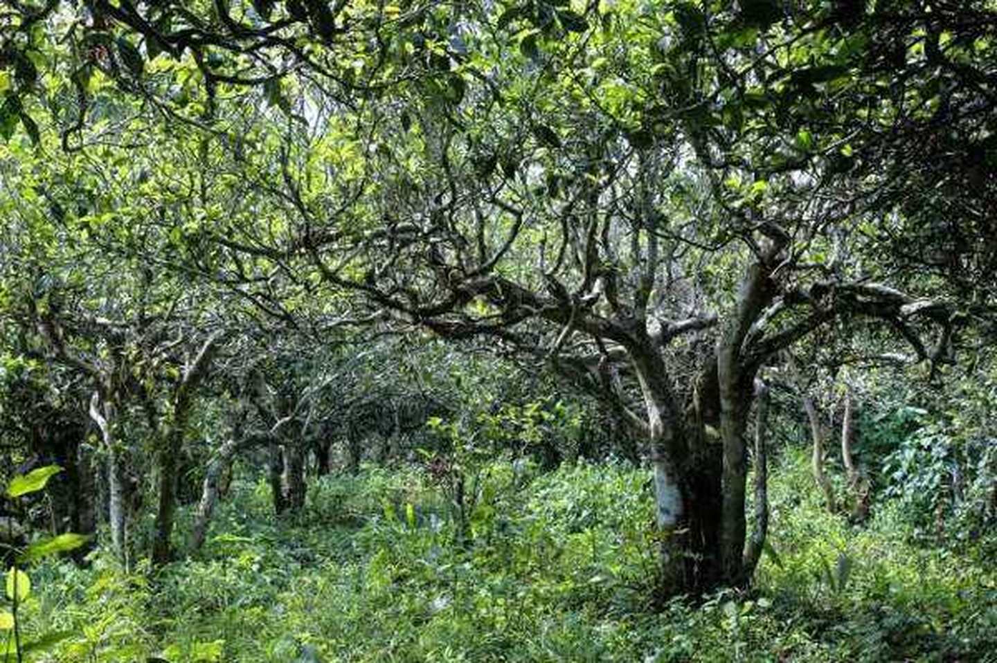 2021年滑竹梁子古樹(shù)秋茶口感？