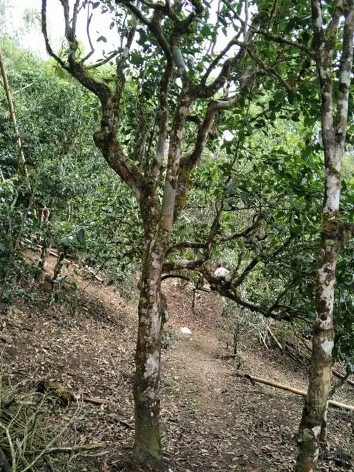 2021年巴達(dá)山章朗古樹秋茶價(jià)格？