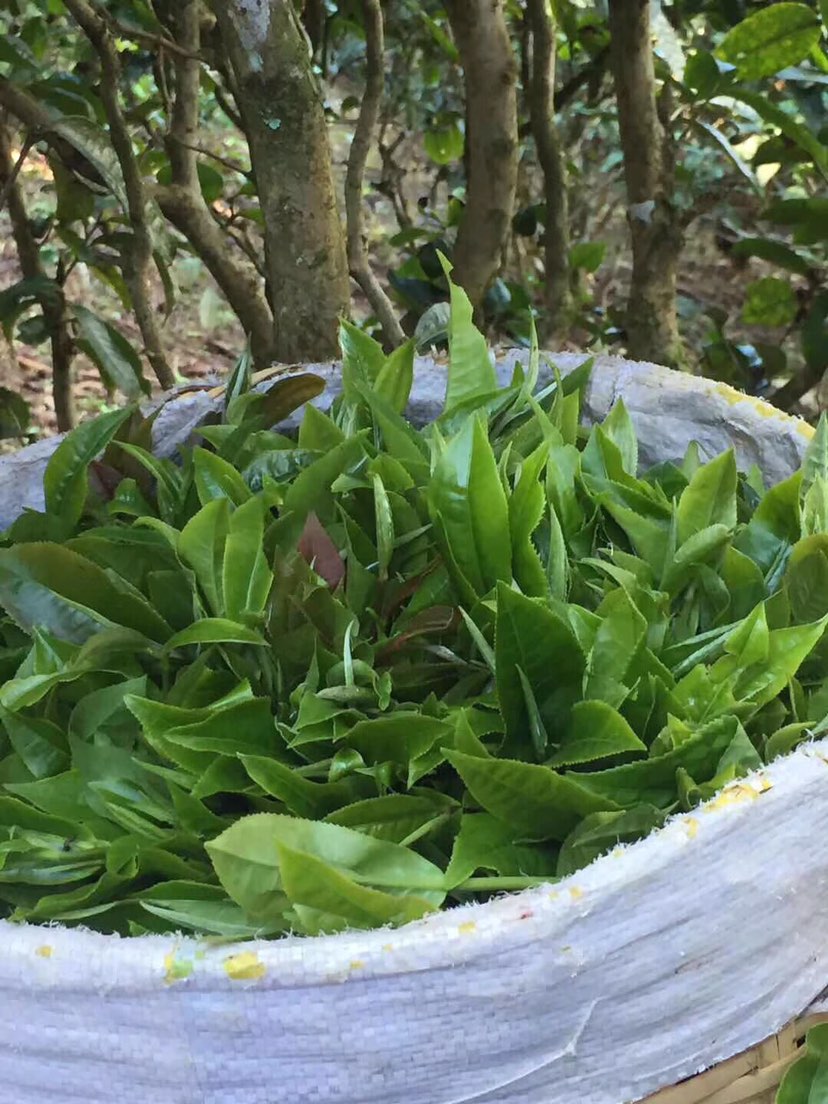 2021年巴達(dá)山章朗古樹秋茶多少錢一公斤？