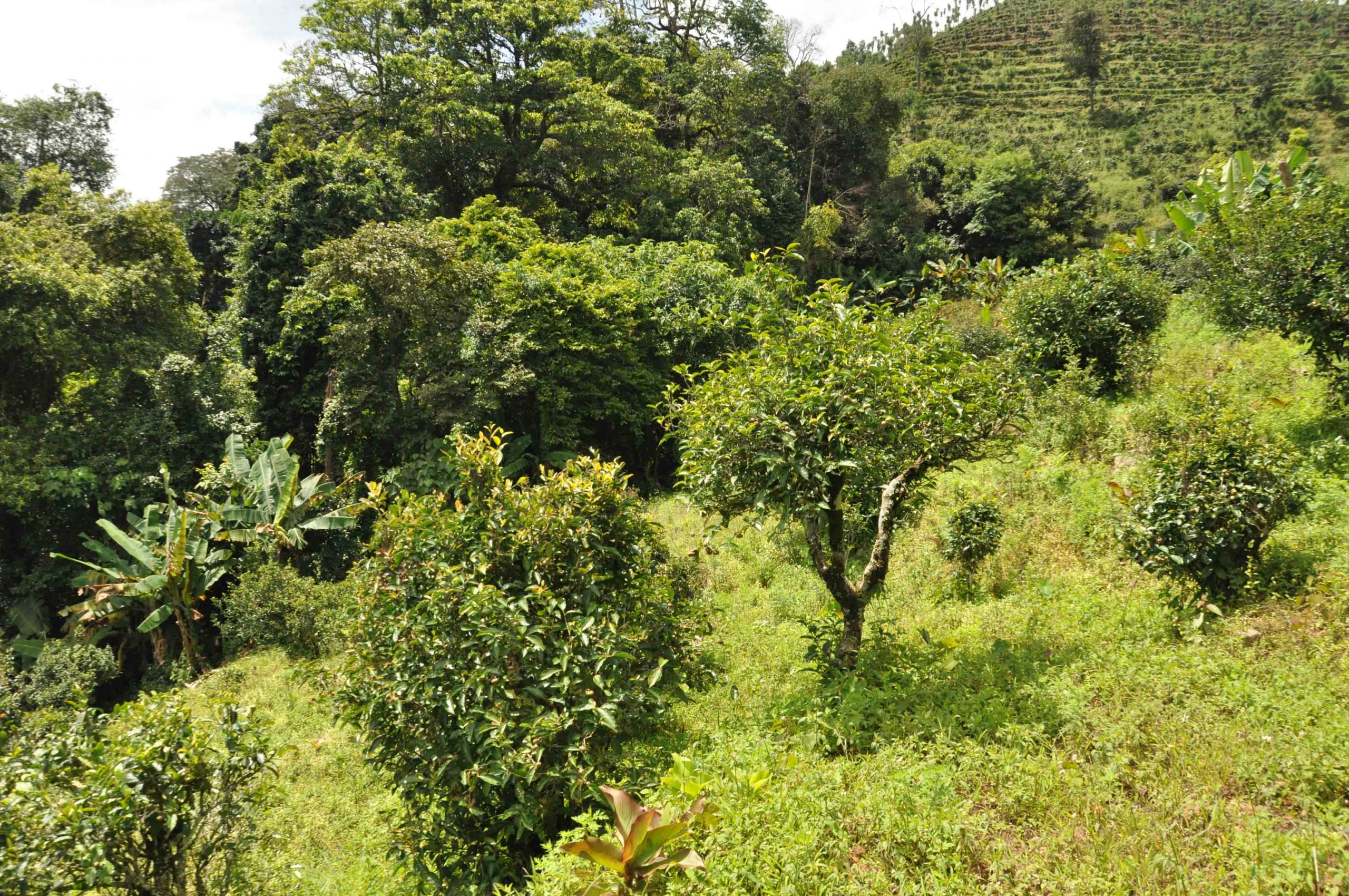 2022年迷倒皇帝的貢茶-迷帝古樹春茶特點？