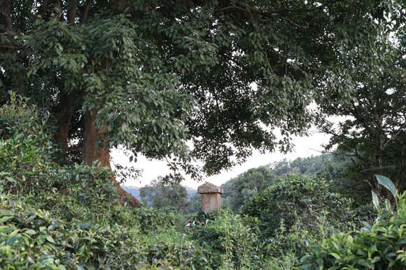 2022年迷帝古樹春茶口感是什么？