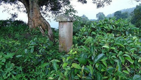 2022年迷帝古樹春茶價格？