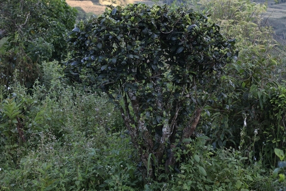 2022年迷帝古樹春茶，這里的茶 皇帝都著迷