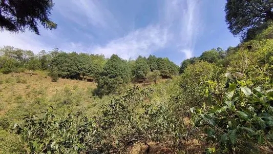 2022年墨江鳳凰窩古樹(shù)春茶口感是什么？