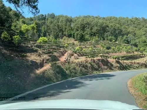 2022年墨江鳳凰窩古樹春茶價(jià)格？