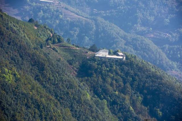 2022年墨江鳳凰窩古樹春茶品鑒實(shí)錄!