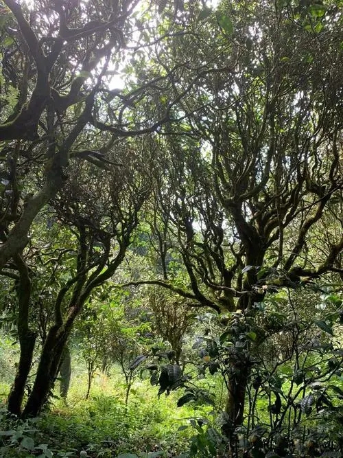 2022年墨江鳳凰窩古樹春茶多少錢一公斤？