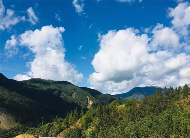 2022年景谷黃草壩古樹春茶多少錢一公斤？