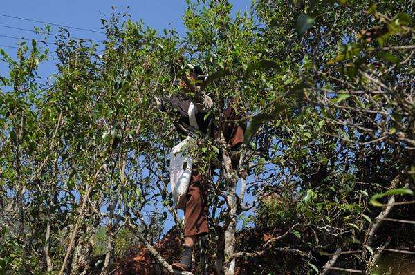 2022年景谷黃草壩古樹春茶品鑒實(shí)錄！